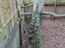 Peacock Indian blue hatching eggs