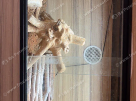 Bearded dragon for sale