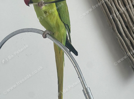 Indian ringneck