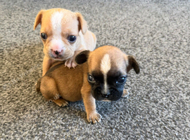 Gorgeous Frenchel puppies (Frenchie x cavalier)