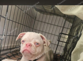 Albino pug/shitzu 4 month old