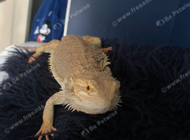 Bearded dragon