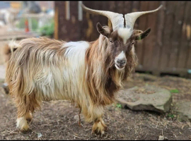 Immediate temporary location sought! Gorgeous billy available! Free hire!