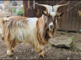 Stunning billy available