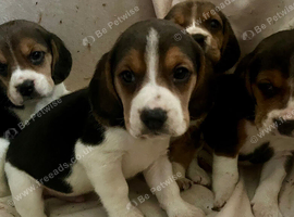 Full chunky beagles