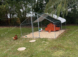 Hen Coop, Large Walk-in Enclosure, 6 laying hens and Accessories