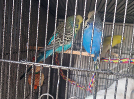 Budgies for sale