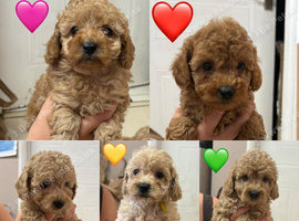 4 Outstanding Miniature Poodles Available