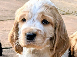 Cocker spaniel puppies for sale