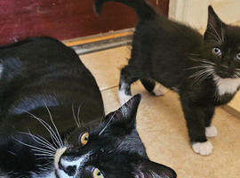 Cats and kittens