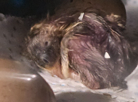 Hatching eggs for sale.