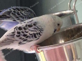 Baby Budgies