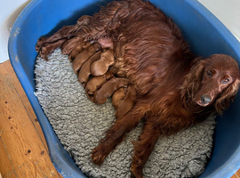 Quality Irish Setter puppies