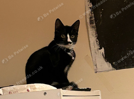 One male kitten