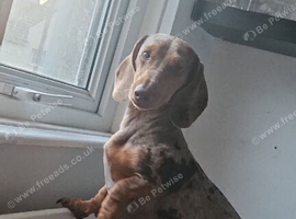 Expected litter of miniture dachshunds