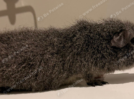 Very sweet pet sow