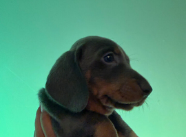Bluey