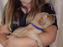 GOLDEN RETRIEVER PUPPIES (KC registered)