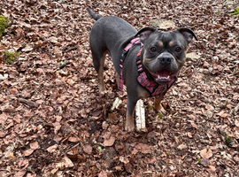 Staffy cross Frenchie
