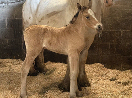 Welsh d x cob buckskin filly