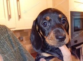 8 weeks old ready now