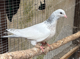 6 Pakistan high flyers