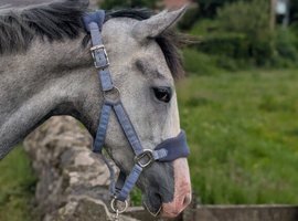 16hh+ TB mare 3 years untraced/ unbacked