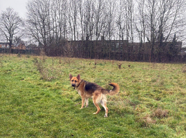 German Shepherd x Rottwieler