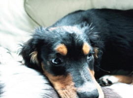 Ace - Cocker Spaniel X Border Collie