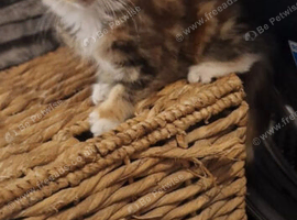 Maine coon kittens