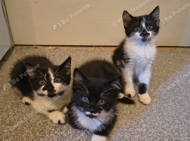 3 beautiful kitty