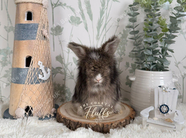 Vaccinated English Angora Babies