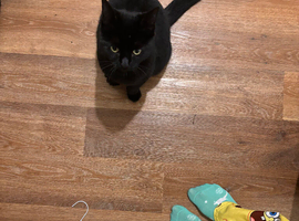 Lovely black cat with green eyes needs re homing asap