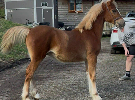 Beautiful yearling colt