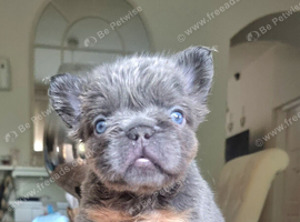Beautiful French bulldogs