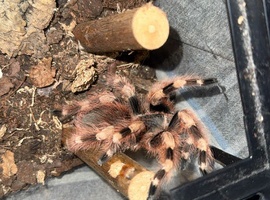 Nhandu coloratovillosus( Brazilian black and white tarantula)