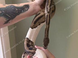 Female Fire Pied