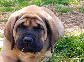 English Mastiff
