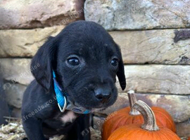 7 beautiful cocker spaniel puppies looking for their forever homes