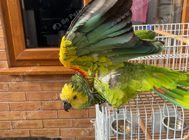 Big Amazon parrot for loving home