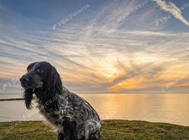 Urgently need to rehome my springer due to a change in circumstances