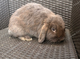 Beautiful mini lops