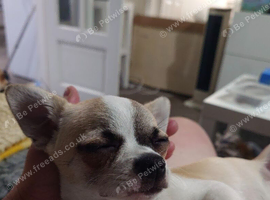 Apple head chihuahua boy 17w