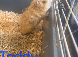 Male teddy guinea pig