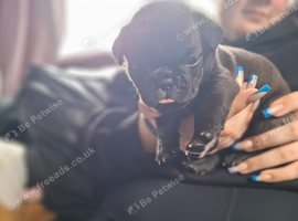 4 gorgeous Frug puppies