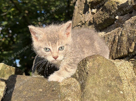 Beautiful tabby kittens for forever homes