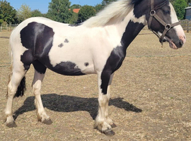 Welsh part bred filly