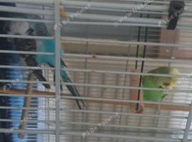 Bonded pair