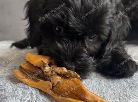Cockapoo
