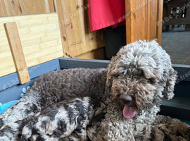 Chocolate Merle cockapoo puppies